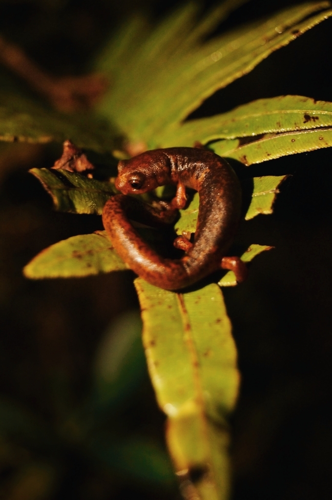 Paramo Frontino Salamander
