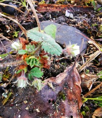 Potentilla micrantha