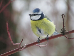 Cyanistes caeruleus