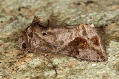Ctenoplusia accentifera