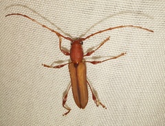 Cordylomera karschi