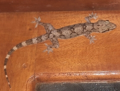 Hemidactylus depressus