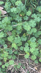 Geranium pusillum