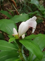 Costus arabicus