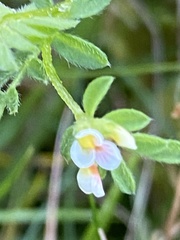 Ornithopus perpusillus