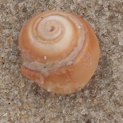 Neverita duplicata