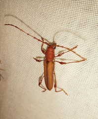 Cordylomera karschi