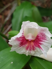Costus arabicus
