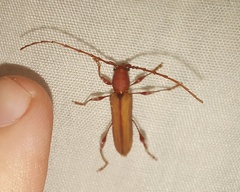 Cordylomera karschi