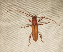 Cordylomera karschi