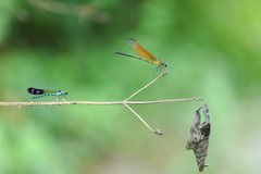 Heliocypha perforata