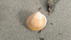 Laevicardium crassum