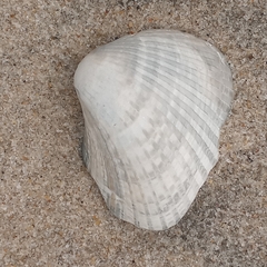 Noetia ponderosa