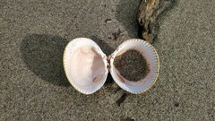 Laevicardium crassum