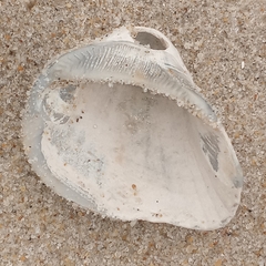 Noetia ponderosa
