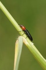 Languriinae