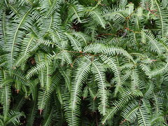 Dicranopteris pedata