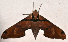 Adhemarius gannascus