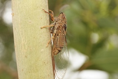 Birrima varians