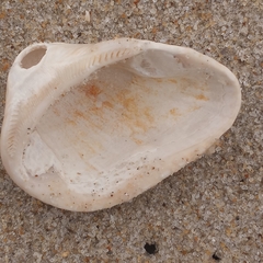 Noetia ponderosa