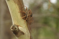 Birrima varians
