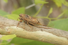 Birrima varians