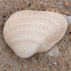 Noetia ponderosa