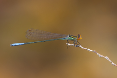 Pseudagrion newtoni