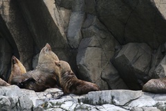 Arctocephalus forsteri