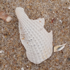 Cyrtopleura costata