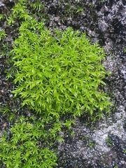 Tortella