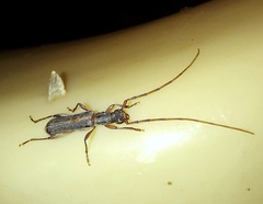 Ossibia fuscata