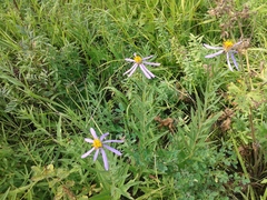 Galatella dahurica