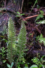 Trichomanes polypodioides