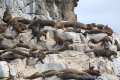 Arctocephalus pusillus