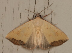 Phytometra subflavalis