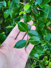 Myrcia citrifolia
