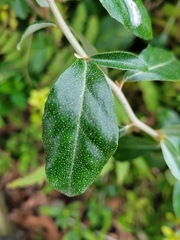 Elaeagnus oldhamii