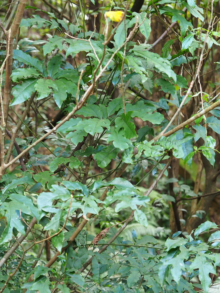 Heptapleurum heptaphyllum, 台灣新北市