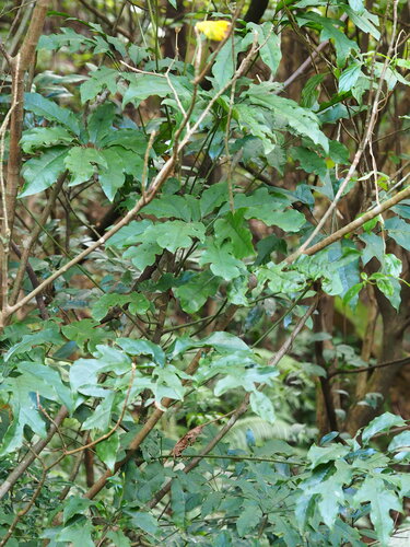 Heptapleurum heptaphyllum