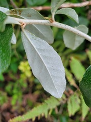 Elaeagnus oldhamii