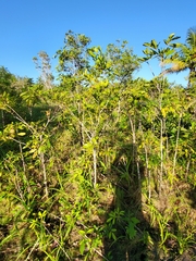 Tabebuia heterophylla