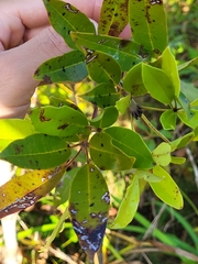 Tabebuia heterophylla