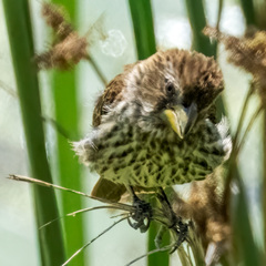 Amblyospiza albifrons