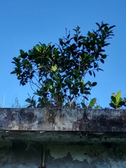 Ficus trigonata