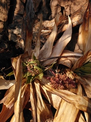 Ledebouria marginata