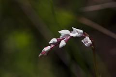 Schizochilus crenulatus