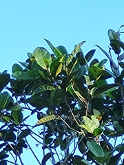 Ficus trigonata