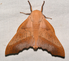 Syssphinx molina