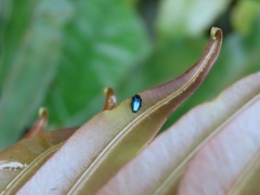Endelus cupido